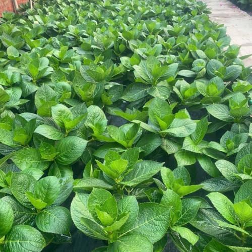 Rare Assorted Random Hydrangea Bush Live Plant, Hardy Shrub, 5-9 Inch Tall - Image 7