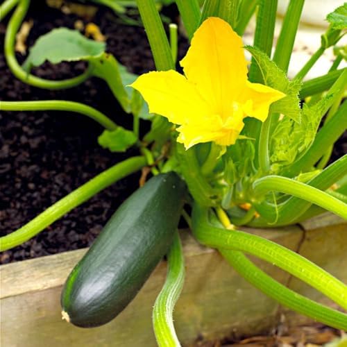 2 Green Zucchini Live Plants, Vegetable Seedling, 4 Inch Pot - Image 4
