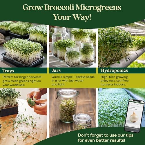 Broccoli Sprouting & Microgreens Seeds - 130,000 Non-GMO Heirloom Seed, 1lb Resealable Bag - High-Germination Broccoli Seeds for Sprouting in Jars, Soil, Hydroponics & Microgreen Trays - Image 5