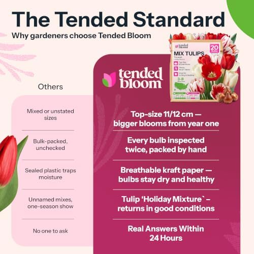20 Red & White Tulip Bulbs Triumph Holiday Mixture Tulipa - Image 7