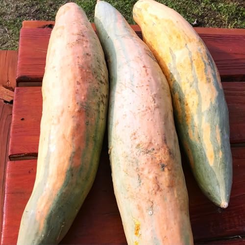 North Georgia Candy Roaster Seeds - 60+ Count - for 2026 Planting Georgia Pumpkin Pink Banana Winter Squash Plymouth Rock Garden Non-GMO Heirloom Vegetable Grow Your Own Home Farm - Image 4