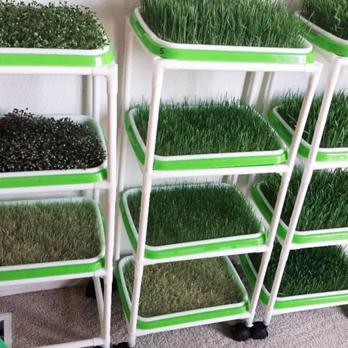 20 Pack 12.6 x 10 x 1.8 inch Microgreens Growing Trays, BPA-Free Sprouting Trays, Germination Tray for Beans, Wheatgrass & Microgreens, Home, Kitchen & Garden - Image 7