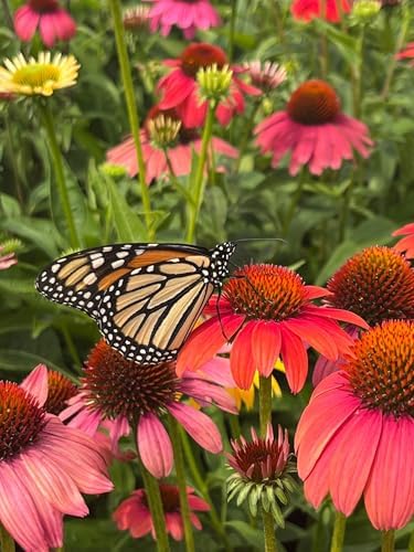 Perennial Farm Marketplace Echinacea purpurea ‘Cheyenne Spirit’ (Coneflower) Live Perennial, Size-Quart, Mixed Color Summer Flowers, USDA Zones 4-8 - Image 6