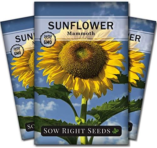 Sow Right Seeds-Mammoth Sunflower Seed for Planting Giant Flower Garden 3pk by SowRightSeeds