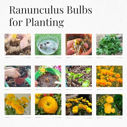 25 Yellow Ranunculus Bulbs for Planting, Peony Perennial Flower - Image 5