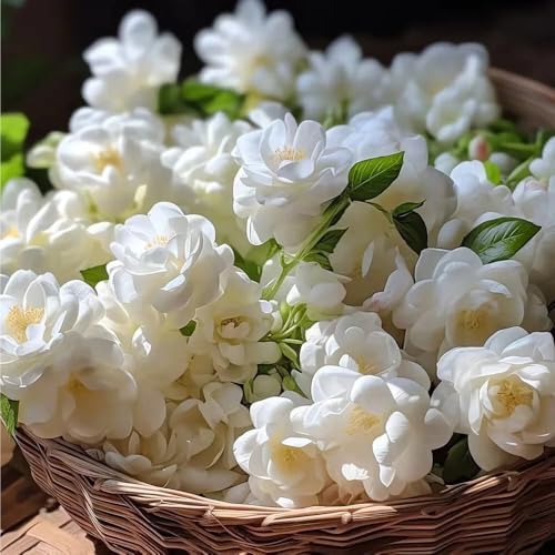 100 Pcs Climbing Jasmine Seeds for Planting-Fragrant Arabian Jasmine Plant Seeds to Plant Non-GMO Easy to Growing High Germination for Garden Balcony Trellis - Image 2