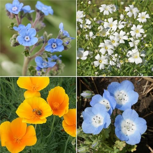 Ferry-Morse Sun-Shade Bulk Wildflower Seeds, 390,000+, 1 lb - Image 3