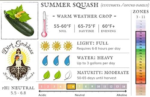 Organic Bulk Dark Green Zucchini Seeds Non GMO (50 Lbs) - Image 2