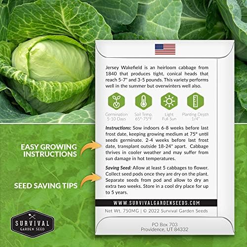Jersey Wakefield Cabbage Seeds - Survival Garden Seeds (1 Pack) - Image 2