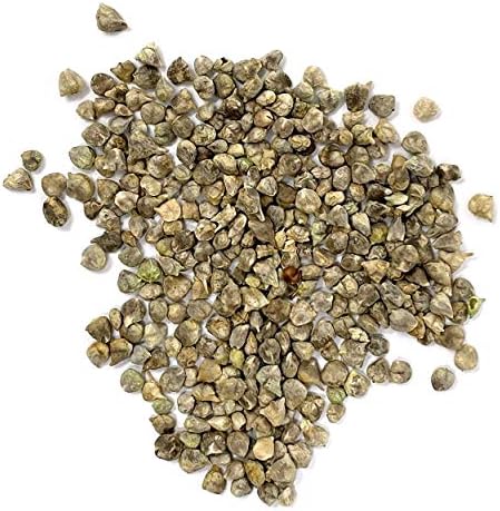 Organic Spinach Seeds (Bloomsdale Long Standing) - Approx 300 Seeds - USDA Organic, Non-GMO, Open Pollinated, Heirloom, USA Origin - Image 2
