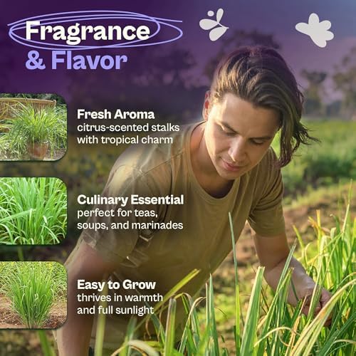 SVI 750 Lemongrass Seeds (Cymbopogon flexuosus) – West Indian Lemon Grass Seed Packets – Non GMO Heirloom Aromatic Culinary Herb Seeds for Containers, Outdoor & Indoor Herb Garden - Image 3