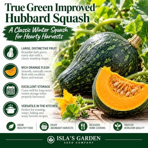True Green Improved Hubbard Squash Seeds (Cucurbita Maxima) – 25 Heirloom Non-GMO Seeds by Isla’s Garden Seeds, Ideal for Planting, Excellent for Home Gardens, Perfect Gardening Gift - Image 2