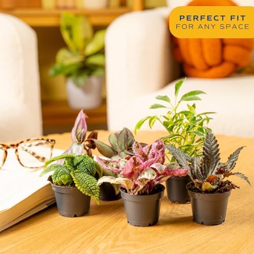 Costa Farms Mini Plants, Live Indoor Plant, Easy Care, Home Decor - Image 2