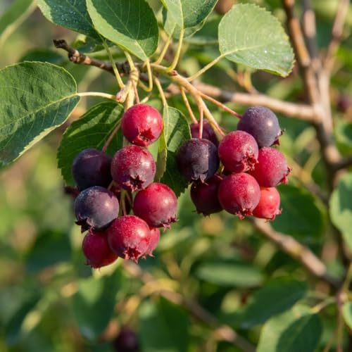 Serviceberry Tree Live, Well-Rooted Berry Plant, Dormant, 5-9 Inch Tall - Image 5