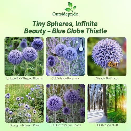 Outsidepride Blue Globe Thistle Seeds - 500 Pcs Perennial, Drought Tolerant & Self-Seeding, Flower Seeds for Planting w/Thistle-Like Foliage & Vibrant Purple Blooms, Ideal for Xeriscaping Gardens - Image 2