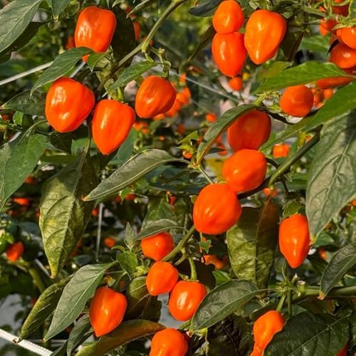 150 Orange Habanero Pepper Seeds - Heirloom Non-GMO, Super Hot Chili for Planting, Ideal for Hot Sauce, Salsas, and Home Gardens – High Scoville Rating by BuggyBeds