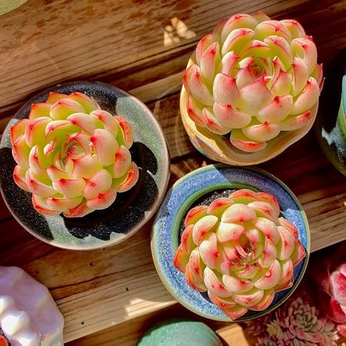 FWPP Live Succulent Plants Echeveria Soul Fairy, Rare Pink Mini Rosette Succulent, 2.5in Bare Root Plant, No Pot Soil, Home Office Bedroom Garden Decor, Easy Care Indoor Houseplant for Plant Lovers - Image 6