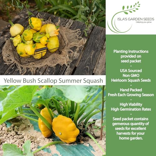 Yellow Bush Scallop Summer Squash Seeds (Pattypan, Cucurbita pepo var. clypeata) – 30+ Non GMO Heirloom Seeds by Isla’s Garden Seeds, Ideal for Compact Garden Growing, Excellent Kitchen Use, Gift Idea - Image 2