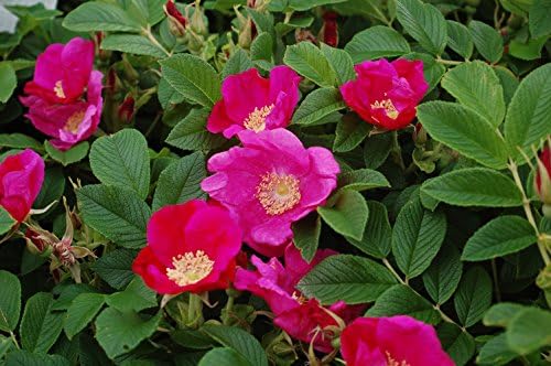 Rosa rugosa (Rugosa Rose) Rose, pink flowers, #2 - Size Container - Image 2