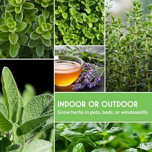 10 Culinary Herb Seed Packs for Planting – Survival Garden Seeds - Image 6