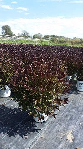 Green Promise Farms Wine & Roses` (Weigela) Shrub, #3-Size Container, Pink Flowers - Image 2