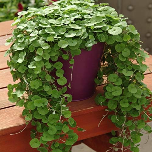 Outsidepride Perennial Dichondra Emerald Falls Seed - 15 Pcs Drought & Heat Tolerant, Low-Growing, Ground Cover Seeds for Planting Lush Green Ground Cover for Gardens, Pathways & Container Planting by Outsidepride