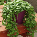Outsidepride Perennial Dichondra Emerald Falls Seed - 15 Pcs Drought & Heat Tolerant, Low-Growing, Ground Cover Seeds for Planting Lush Green Ground Cover for Gardens, Pathways & Container Planting by Outsidepride