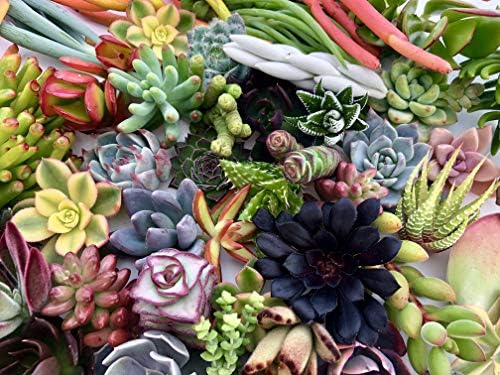10 Assorted Live Succulent Cuttings, No 2 Succulents Alike, Great for Terrariums, Mini Gardens, and as Starter Plants by The Succulent Cult - Image 2
