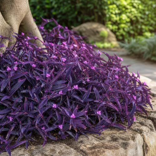 Purple Queen Tradescantia Setcresea I 3 Live Plants I Spiderwort | Lush Magenta Foliage for Striking Garden Contrast, Ideal for Ground Cover, Borders, & Containers - Image 2