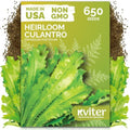 650 Vietnamese Culantro Heirloom Herb Seeds for Planting, Eryngium Foetidum by KVITER