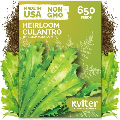650 Vietnamese Culantro Heirloom Herb Seeds for Planting, Eryngium Foetidum by KVITER