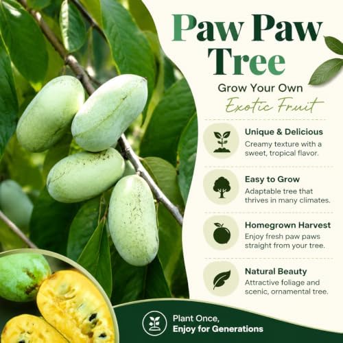 Pawpaw Tree Plant Live, Paw Paw Fruit Tree, 6-12 Inch Tall - Image 4