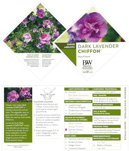 Proven Winners 2 Gal. Dark Lavender Chiffon Rose of Sharon (Hibiscus) Shrub - Image 6