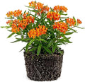 2 Milkweed Live Plants, Flower Plant, 4-6 Inch Tall by PlantsSeedsBulbs