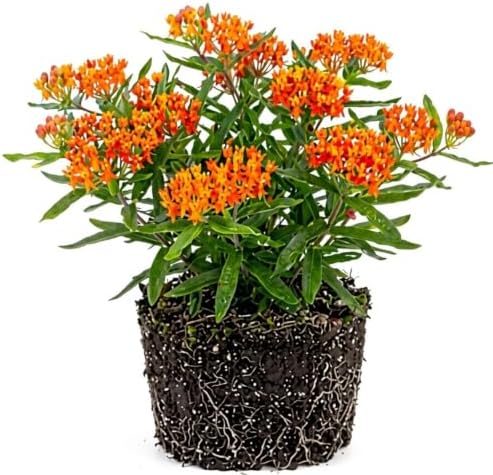 2 Milkweed Live Plants, Flower Plant, 4-6 Inch Tall by PlantsSeedsBulbs