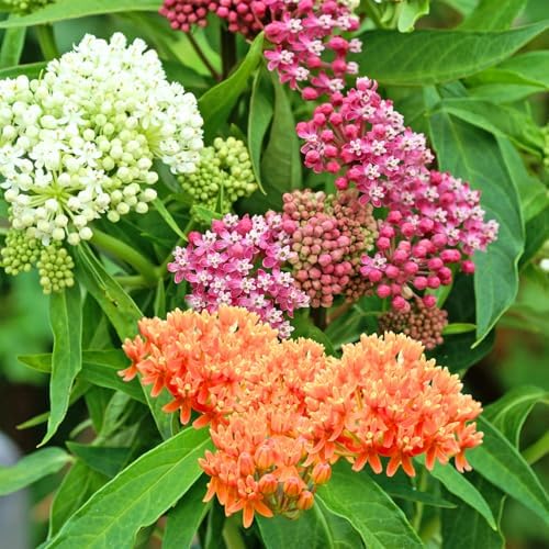 2 Mixed Milkweed Live Plants, Garden Flower Plant, 5-8 Inch Tall - Image 2