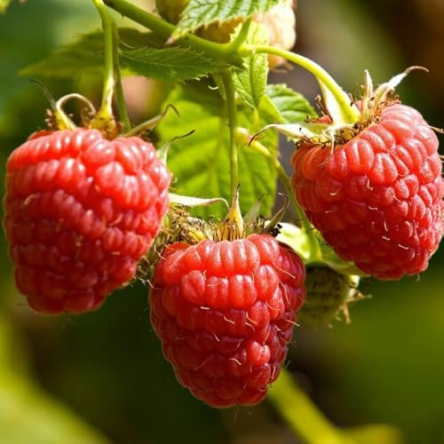 2 Red Raspberry Live Plants, Sweet Edible Berry Bush, 4-8 Inch Tall - Image 6