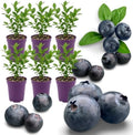 6 Huckleberry Bushes Live Plants, Sweet Edible Berry Bush, 1-3 Inch Tall by Unknown
