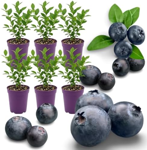 6 Huckleberry Bushes Live Plants, Sweet Edible Berry Bush, 1-3 Inch Tall by Unknown