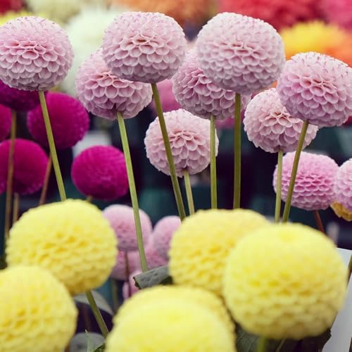 200+ PCS Mix Dahlia Seeds Flowers Compound Petals Multi-Color Beautiful Annual Outdoor Garden Potted Plants Non-GMO Dahlia for Planting Dahlia Pinnata Seeds - Image 4