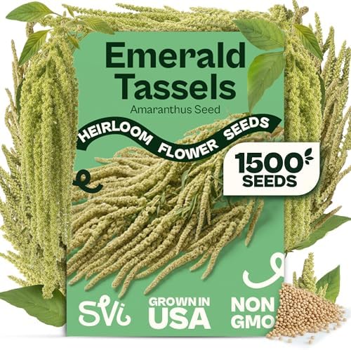 SVI 1500 Emerald Tassels Amaranth Seeds (Amaranthus caudatus) – Green Amaranthus Seed Packets Bulk, Heirloom Flower Garden Seed – Cut Flower Seeds for Outdoor Garden, Containers, Cutting Beds by SVI