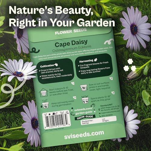 SVI 250 Cape Daisy Seeds (Osteospermum ecklonis) – African Daisy Seed Packets, Heirloom Daisies Flower Seed with Purple Eyes – Long Blooming Annual Cut Flower Seeds Packets, Outdoor Garden, Containers - Image 2