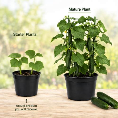 2 Live Cucumber Plants for Planting, 3-5 Inch Tall Starter Seedlings, Vegetable Garden Starts for Outdoor Garden, Patio Pots and Raised Beds - Image 4