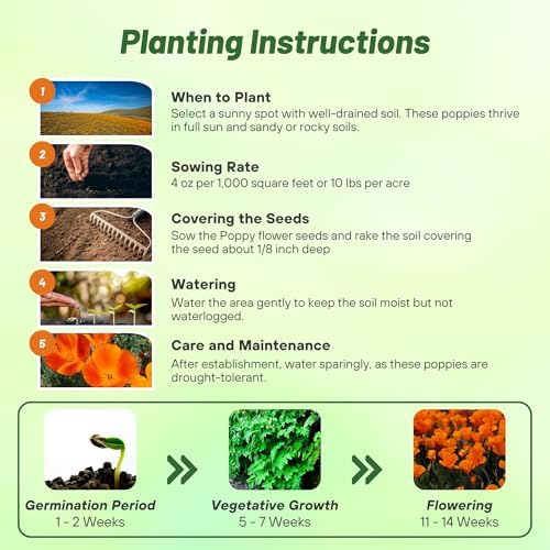 Outsidepride Eschscholzia Orange California Poppy Seeds - 1 lb. Annual, Native, Drought Tolerant Wildflower Seeds w/Vibrant Blooms for Full Sun & Drought-Tolerant Pollinator-Friendly Gardens - Image 5