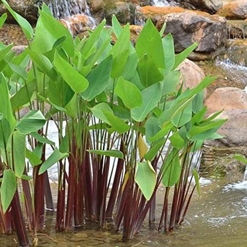 Red Stem Canna a Great Live Pond Plant for Your Water Garden. Filters koi and Goldfish Ponds. Good for Bogs, Plant Shelf or Shallow Water This marginal Aquatic is a Real Beauty - Image 4