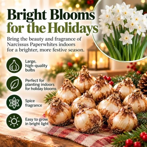 Easy to Grow Narcissus Paperwhite Ziva 10 Flower Bulbs - Large Flower Bulbs for Indoor Home Forcing, Strong Spice Fragrance, Holiday Blooms - Image 3