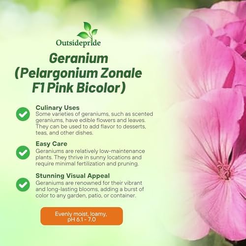 Outsidepride Pink Bicolor Geranium Seeds for Planting - 25 Pcs Annual, Heat & Drought Tolerant Flower Seeds with Green Foliage & Pink Blooms for Pots, Borders & Lush Summer Garden Displays - Image 4