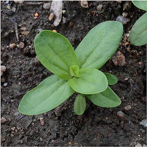 Seed Needs California Giants Zinnia Seeds to Plant Cut Flowers - 2 Packs - Image 5