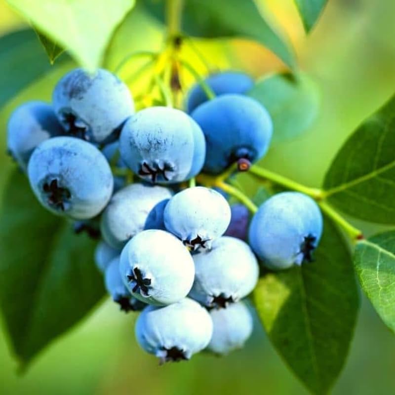 2 Sunshine Blue Blueberry Plants Live, Sweet Berry Shrub, 5-12" Tall by AVERAR