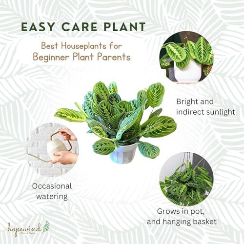 Live Plant, Lemon Lime Maranta Prayer Plant, Pet Friendly, Pet Safe, Air Purifying Plant, Easy Care, Live Indoor Plant, Houseplant, Rare Indoor Plant, Perfect Gifrt, 4 inch White Pot - Image 7